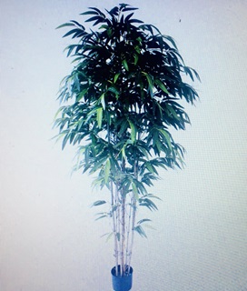 Trees and Plants