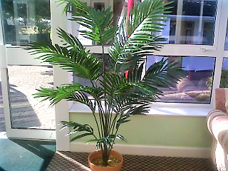 Trees and Plants