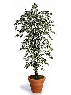 Trees and Plants